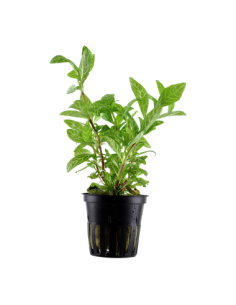 Hygrophila polysperma 'Sunset' en pot