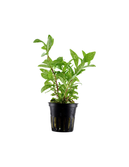 Hygrophila polysperma 'Sunset' en pot