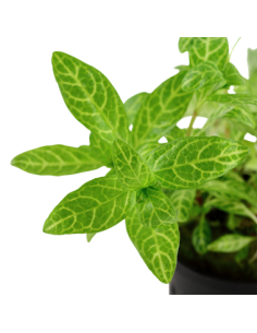 Hygrophila polysperma 'Sunset' en pot 2