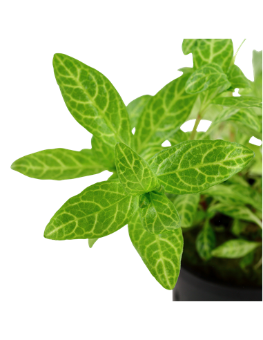 Hygrophila polysperma 'Sunset' en pot