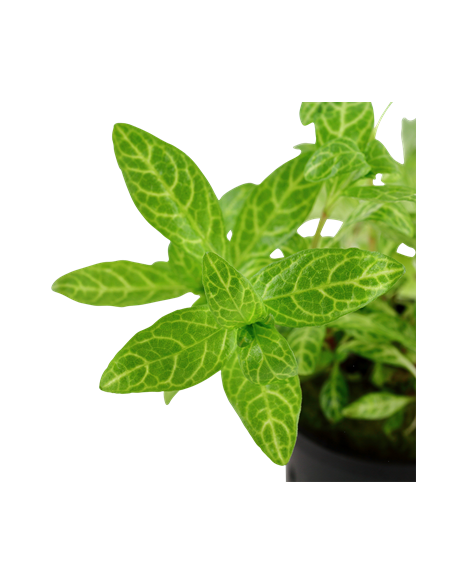 Hygrophila polysperma 'Sunset' en pot