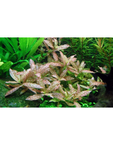 Hygrophila polysperma 'Sunset' en pot