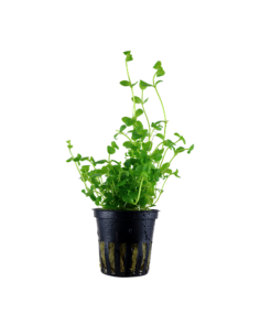 Bacopa australis