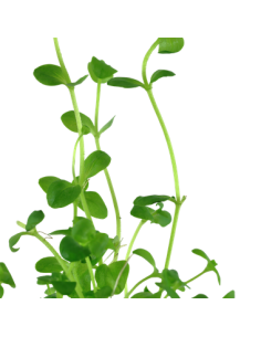 Bacopa australis 2