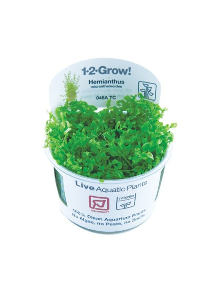 Hemianthus micranthemoides - Invitro