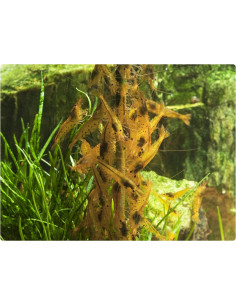 GlasGarten - Shrimp Lollies - Algen Power 2