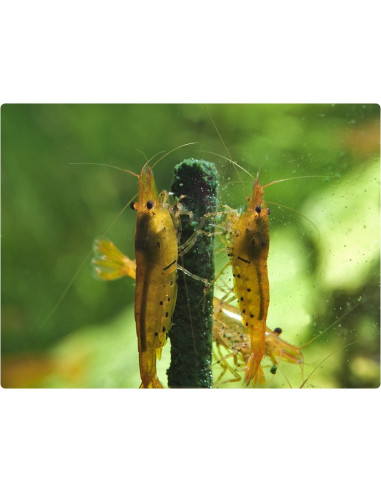 GlasGarten - Shrimp Lollies - Algen Power