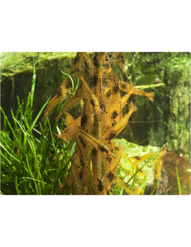 GlasGarten - Shrimp Lollies - Moringa Power