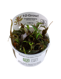 Cryptocoryne undulatus 'Red' - Invitro