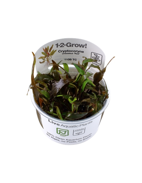 Cryptocoryne undulatus 'Red' - Invitro