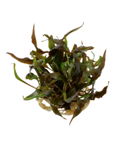Cryptocoryne undulatus 'Red' - Invitro 2