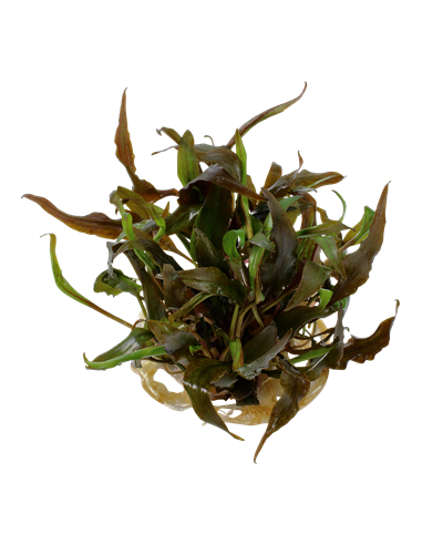 Cryptocoryne undulatus 'Red' - Invitro