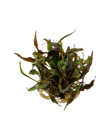 Cryptocoryne undulatus 'Red' - Invitro