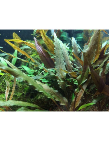 Cryptocoryne undulatus 'Red' - Invitro