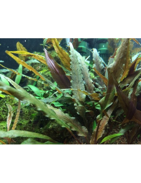 Cryptocoryne undulatus 'Red' - Invitro