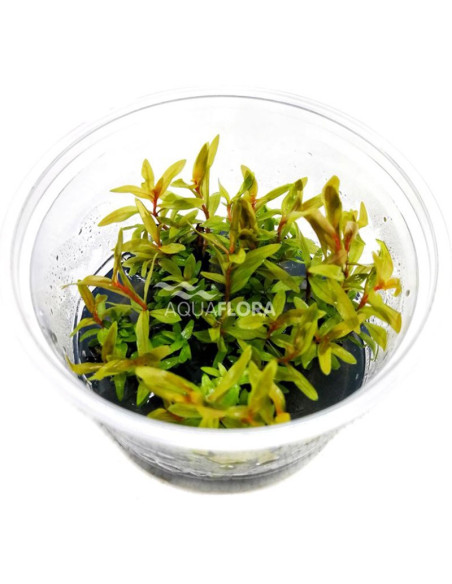 Nesaea pedicellata 'Golden'- Invitro