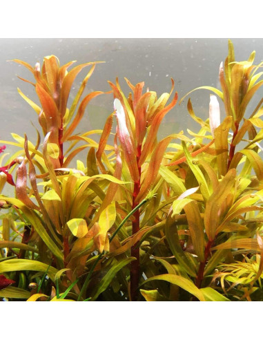 Nesaea pedicellata 'Golden'- Invitro