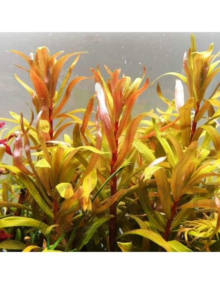 Nesaea pedicellata 'Golden'- Invitro