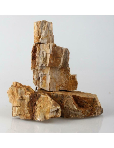 Fossil Wood - au kilo