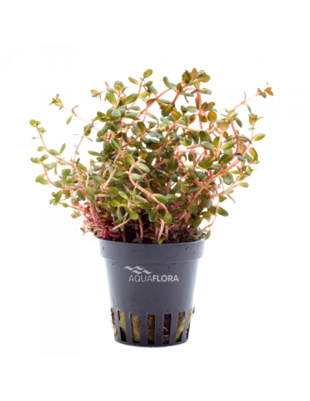 Rotala sp. 'Yao Yai' en pot
