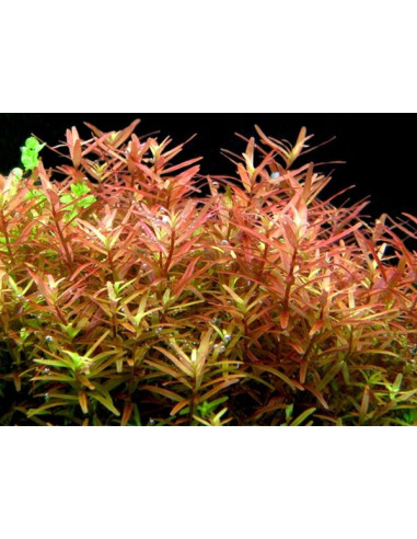 Rotala sp. 'Yao Yai' en pot