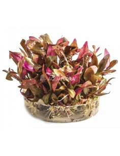Alternanthera reineckii 'Pink' - Invitro