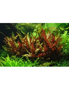 Alternanthera reineckii 'Pink' - Invitro 2