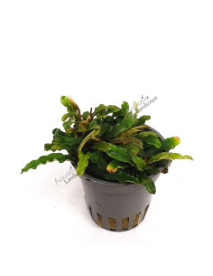 Bucephalandra sp. (mix) en pot