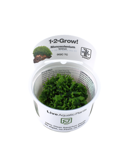 Monosolenium tenerum- Invitro