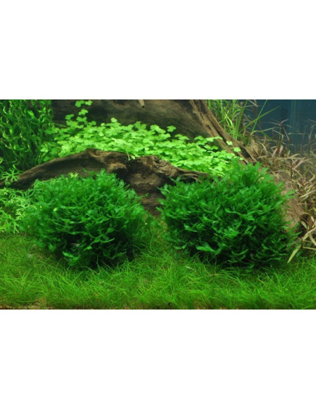 Monosolenium tenerum- Invitro