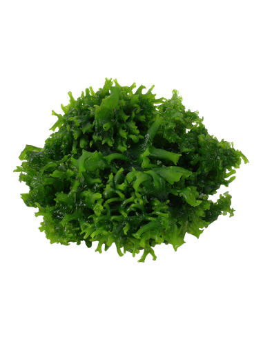 Monosolenium tenerum- Invitro