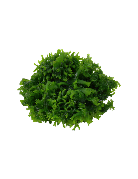 Monosolenium tenerum- Invitro