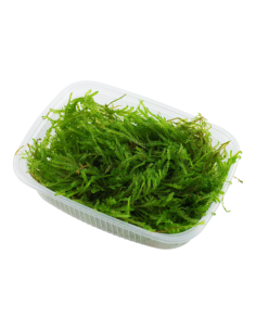 Vesicularia ferriei 'Weeping Moss' en Portion