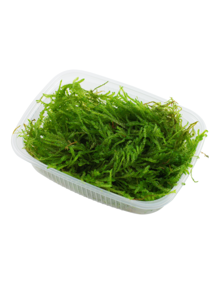 Vesicularia ferriei 'Weeping Moss' en Portion