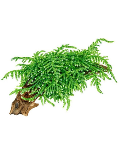 Vesicularia ferriei 'Weeping Moss' en Portion