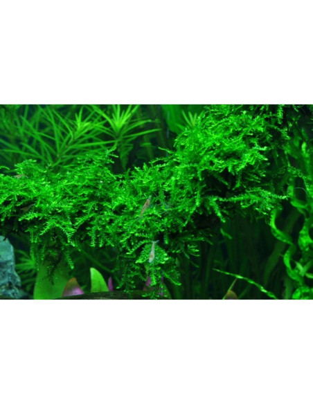 Vesicularia ferriei 'Weeping Moss' en Portion