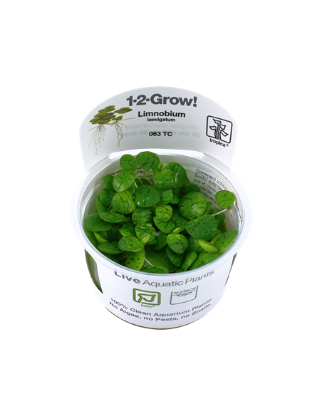 Limnobium laevigatum - Invitro