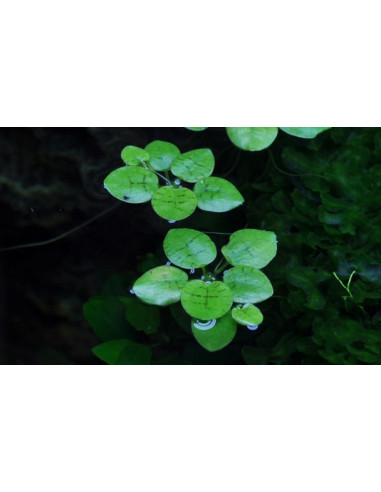 Limnobium laevigatum - Invitro