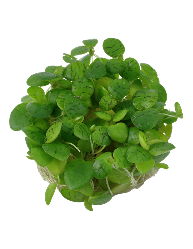 Limnobium laevigatum - Invitro