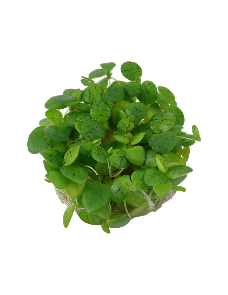 Limnobium laevigatum - Invitro