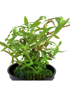 Limnophila hippuridoides 2