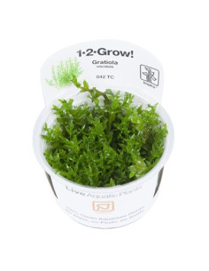 Gratiola viscidula - Invitro