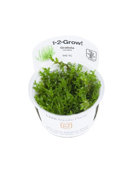 Gratiola viscidula - Invitro