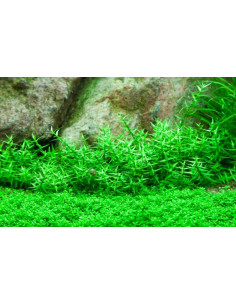 Gratiola viscidula - Invitro 2