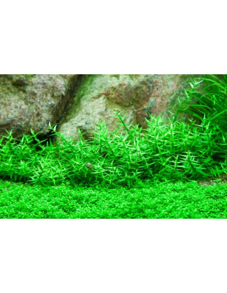 Gratiola viscidula - Invitro