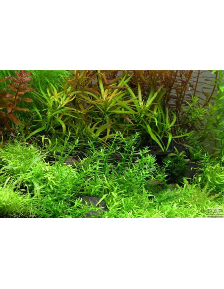 Gratiola viscidula - Invitro