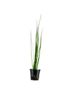 Vallisneria nana