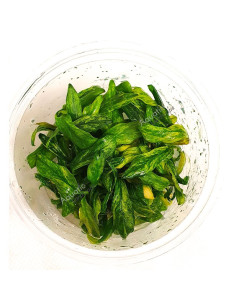 Anubias  glabra 'Variegata'  InVitro