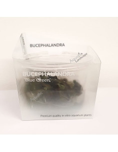 Bucephalandra 'Blue Green' inVitro