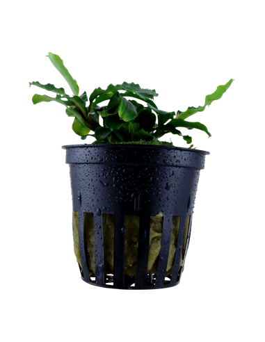 Bucephalandra pygmaea 'Bukit Kelam' en pot